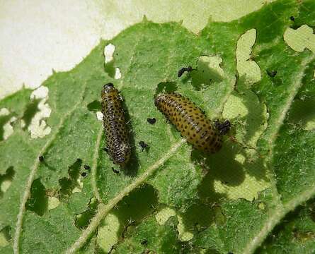 Image of Viburnum leaf beetle