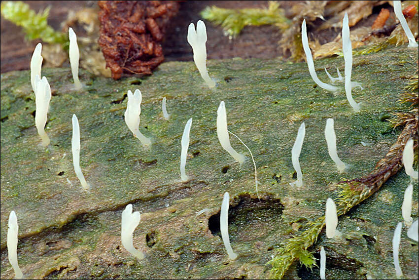 Image of Clavulinaceae