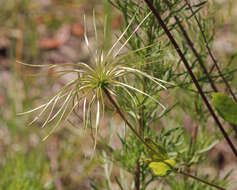 Imagem de Clematis reticulata Walt.