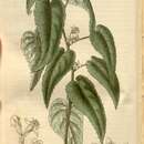 Image of Gynatrix pulchella (Willd.) Alef.