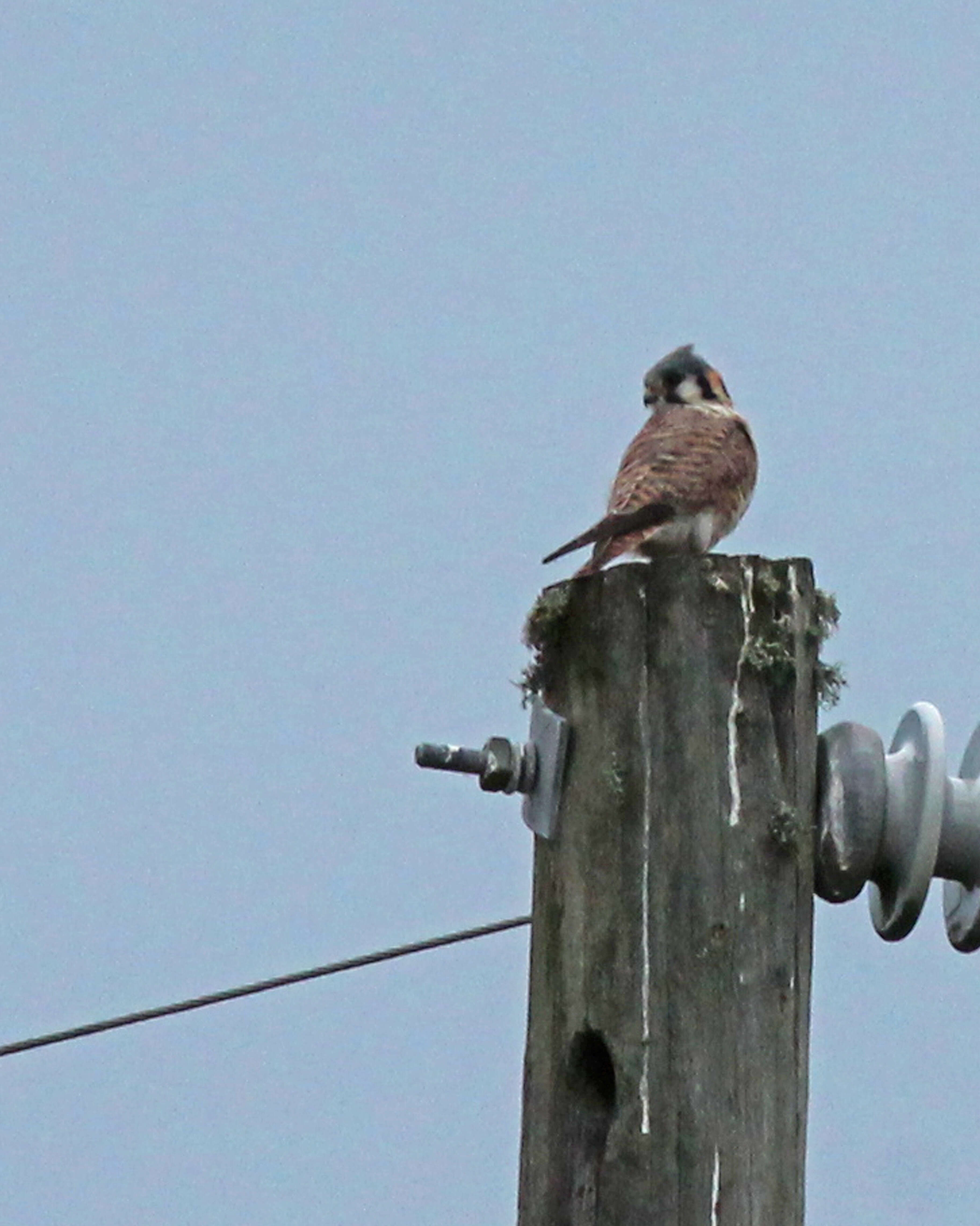 Image of American Kestrel