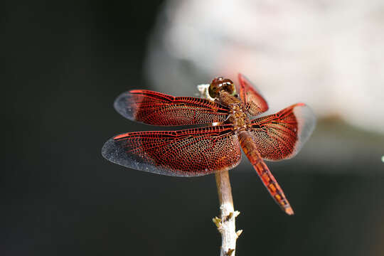 Image of Neurothemis Brauer 1867