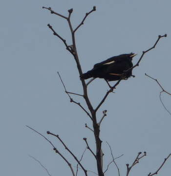 Image of Crested Myna