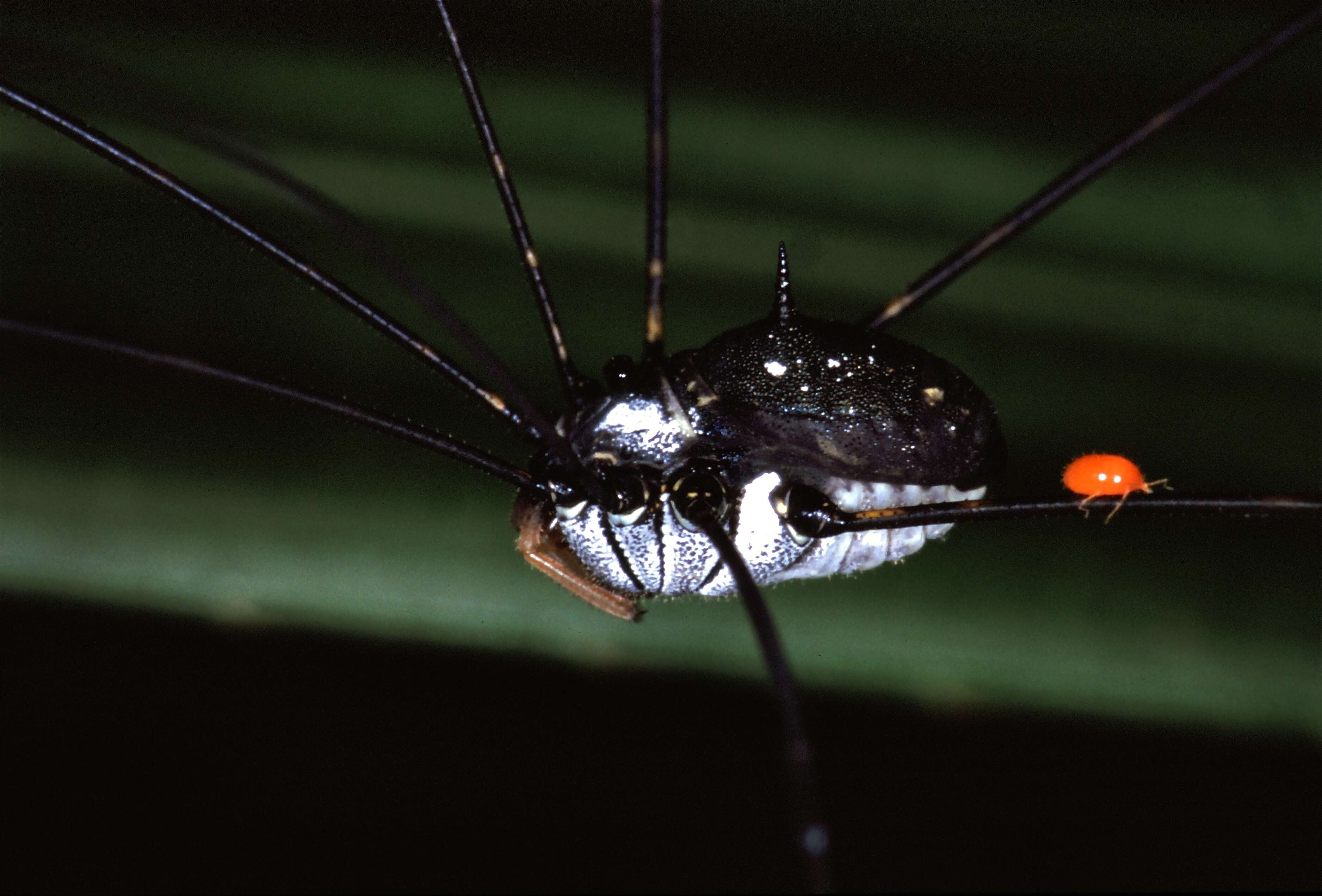 Image of Sclerosomatidae