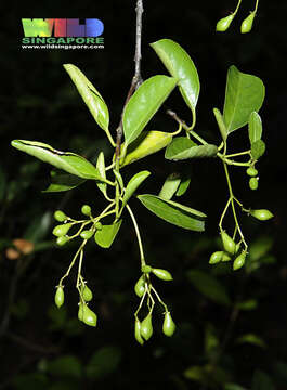 Plancia ëd Elaeodendron viburnifolium (Juss.) Merrill