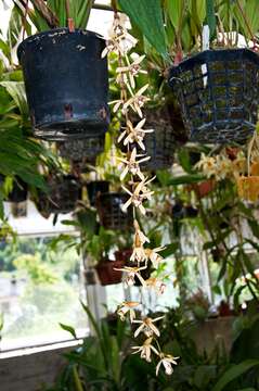 Image of coelogyne orchid