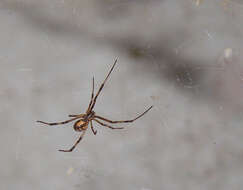 Image of Latrodectus