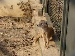 Image of Yellow Mongoose