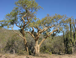 Image de Bursera microphylla A. Gray