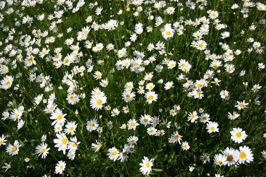 Слика од Leucanthemum vulgare Lam.