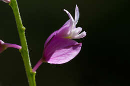 Image of Polygala nicaeensis Risso ex Koch