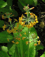 Image of Primula prolifera Wall.