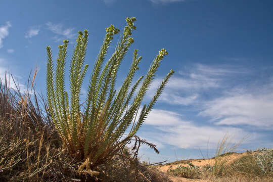 Plancia ëd Euphorbia paralias L.