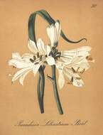 Image of St. Bruno's Lily