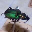 Image of Agonum (Olisares) viridicupreum (Goeze 1777)