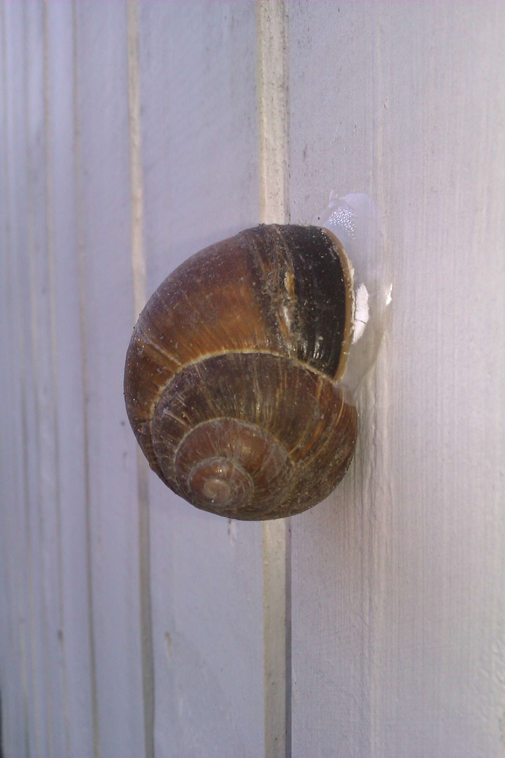 Image of Burgundy snail