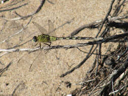 Image of Long Skimmer