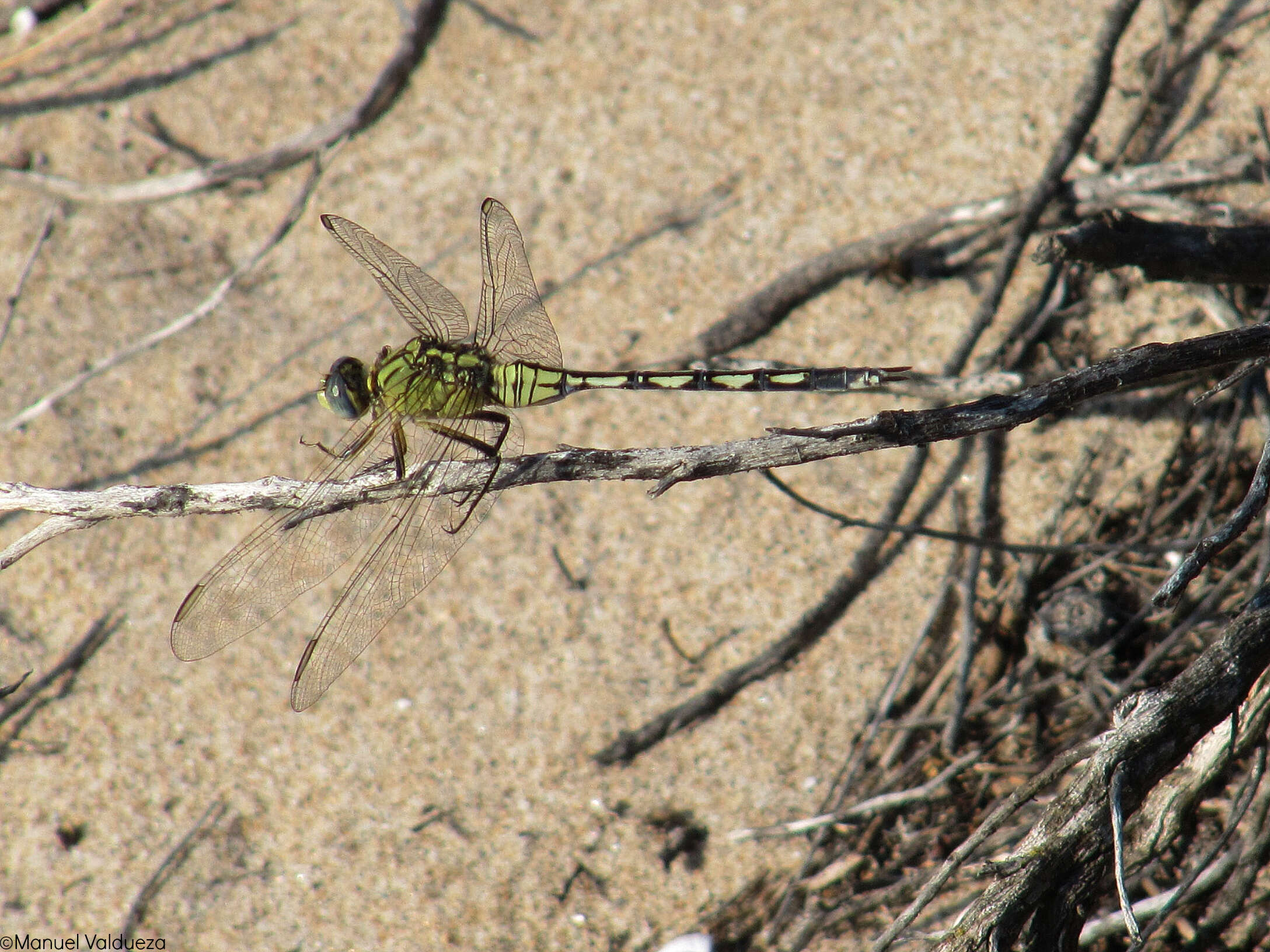 Image of Long Skimmer