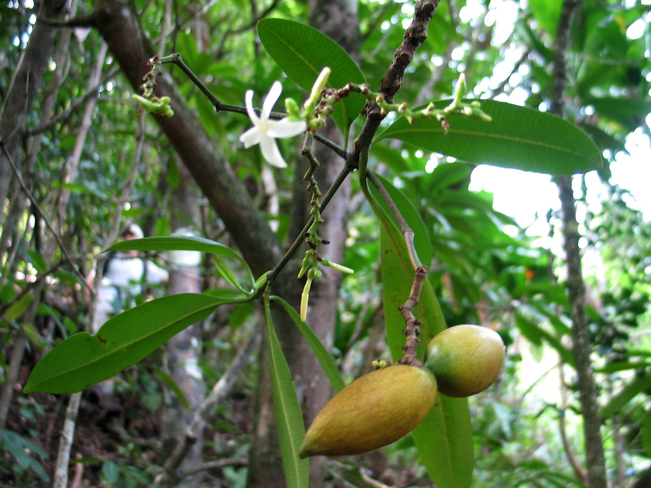 Image of Yellowwood