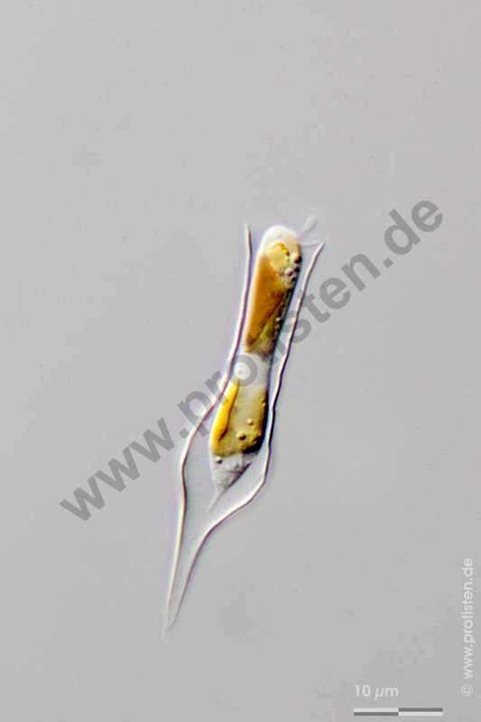 Image of SAR (Stramenopiles, Alveolates, Rhizaria)