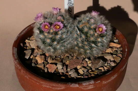 Image of Mammillaria carmenae Castañeda