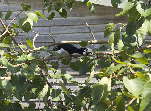 Image of Oriental Pied Hornbill