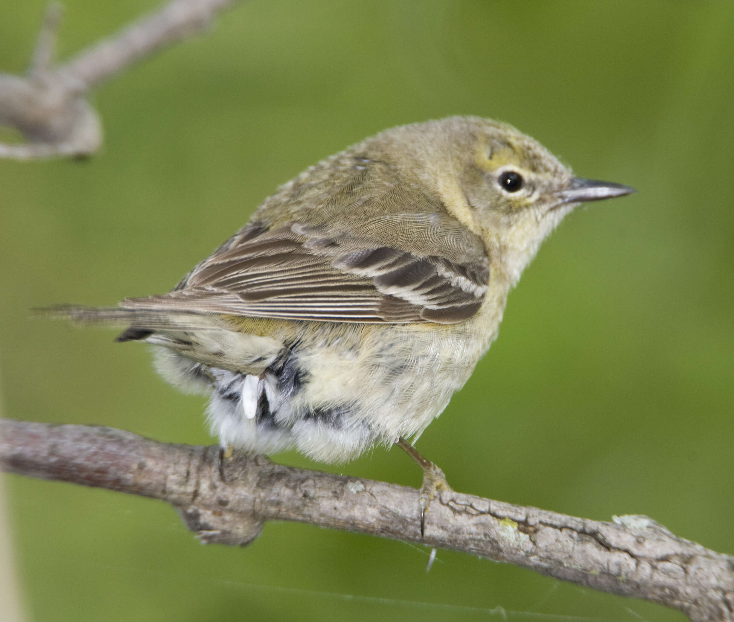 Image de Paruline des pins