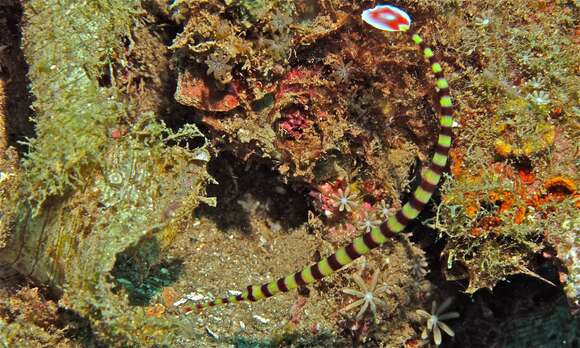 Image of banded pipefish