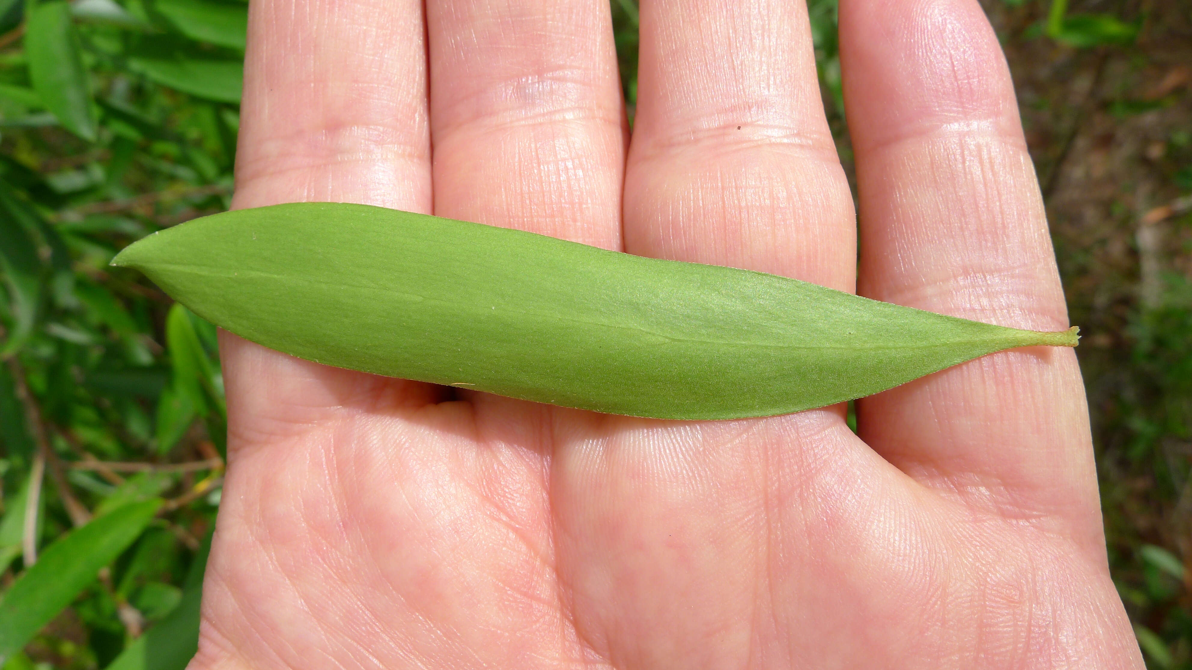 Plancia ëd Persoonia adenantha Domin