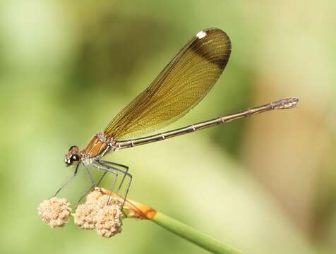 Image of Jewelwings