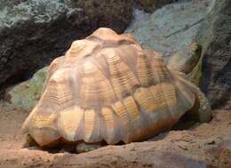 Image of Astrochelys