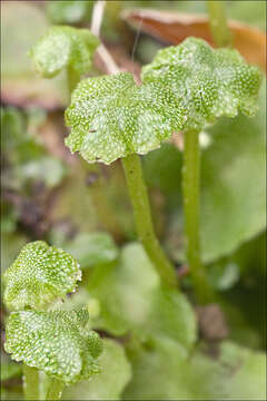 Image of Marchantia quadrata Scop.