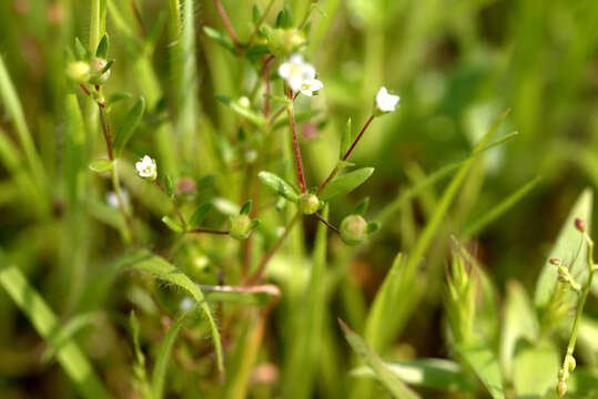 Image of Oldenlandia stocksii Hook. fil.