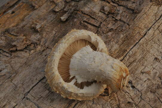 Image of Hemipholiota populnea (Pers.) Bon 1986