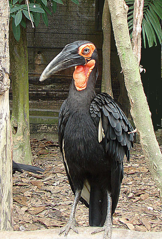 Image of ground-hornbills