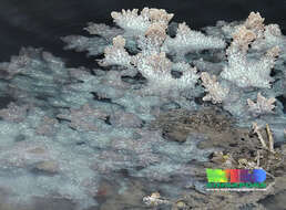 Image of spine coral