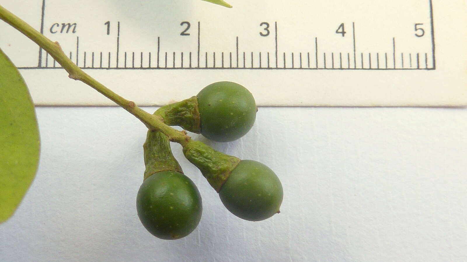 Image of Ocotea nutans (Nees) Mez