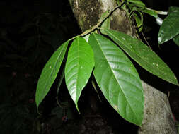 Image of Pubescent Sorocea (tree)