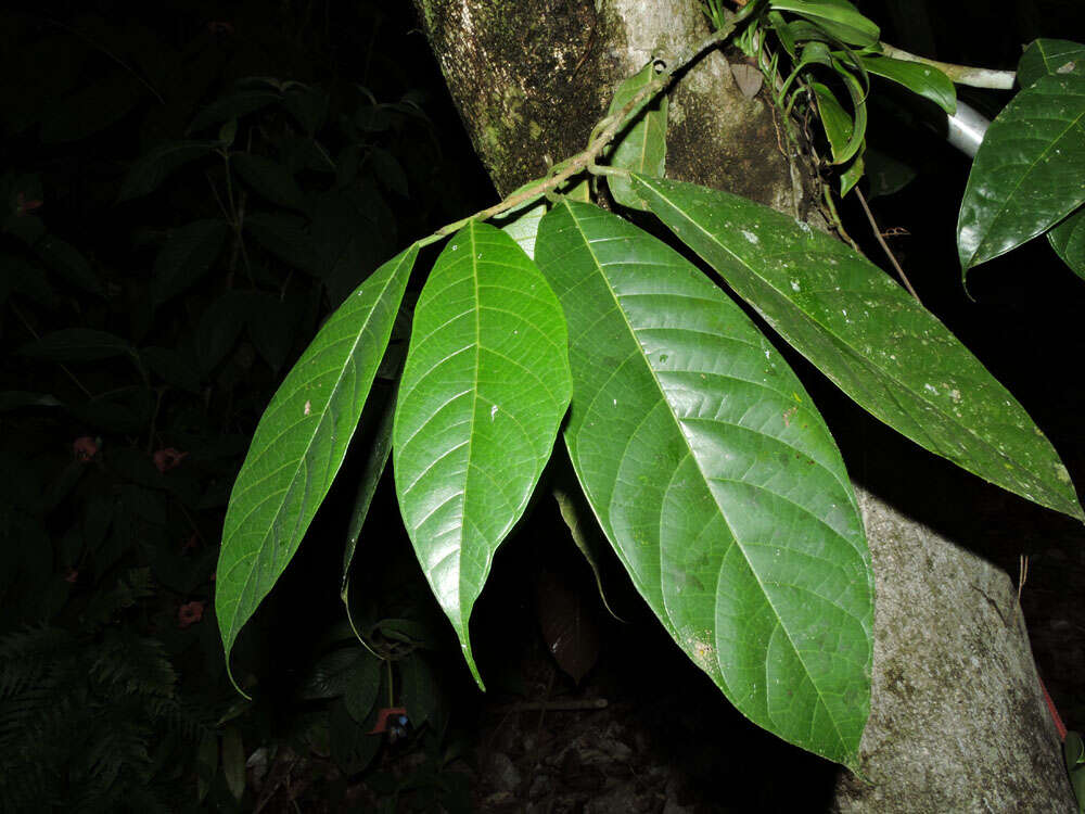 Image of Pubescent Sorocea (tree)