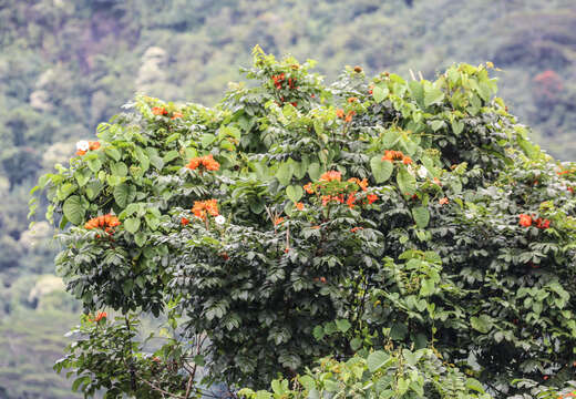 Image of African tulip tree