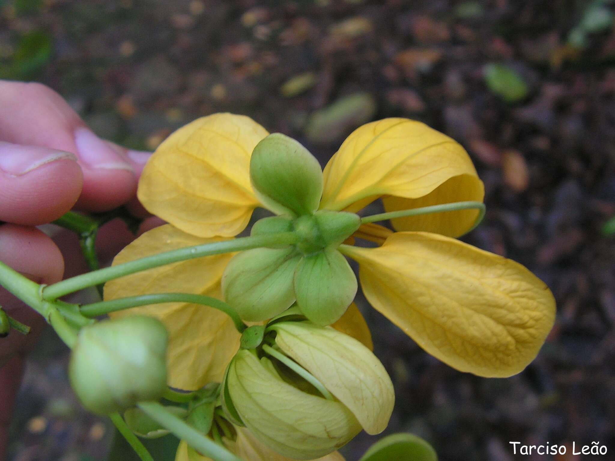 Слика од Senna georgica H. S. Irwin & Barneby