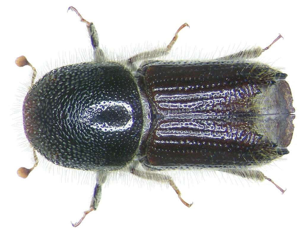 Image of engraver beetle