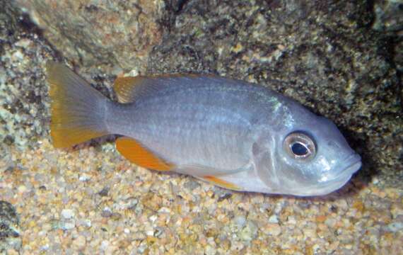 Gephyrochromis resmi