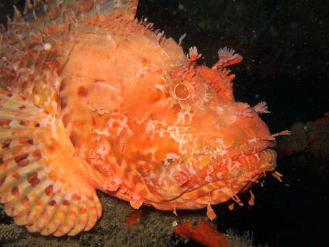 Image of Bigscale Scorpionfish