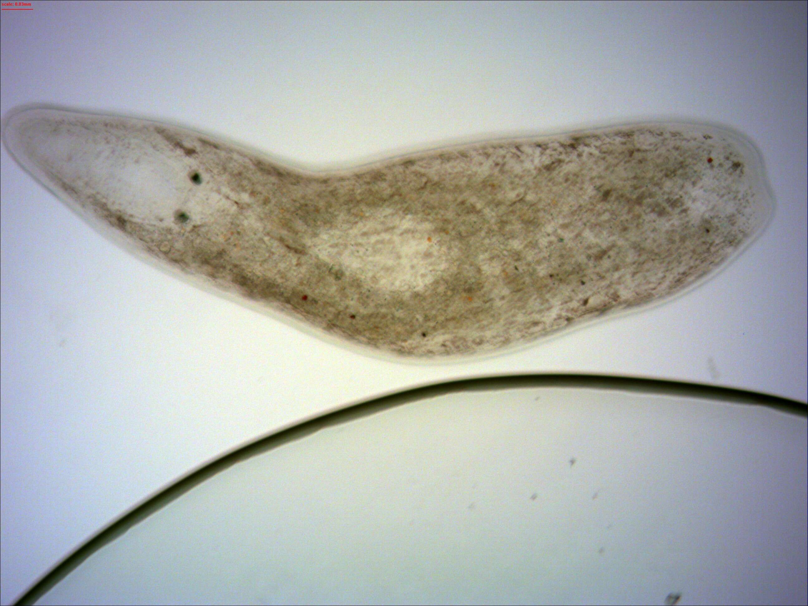 Image of Opisthocystis