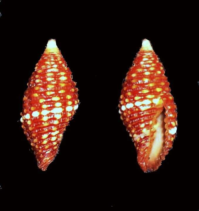 Sivun Pseudonebularia fraga (Quoy & Gaimard 1833) kuva