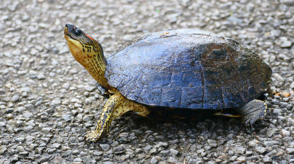 Image of Neotropical wood turtles