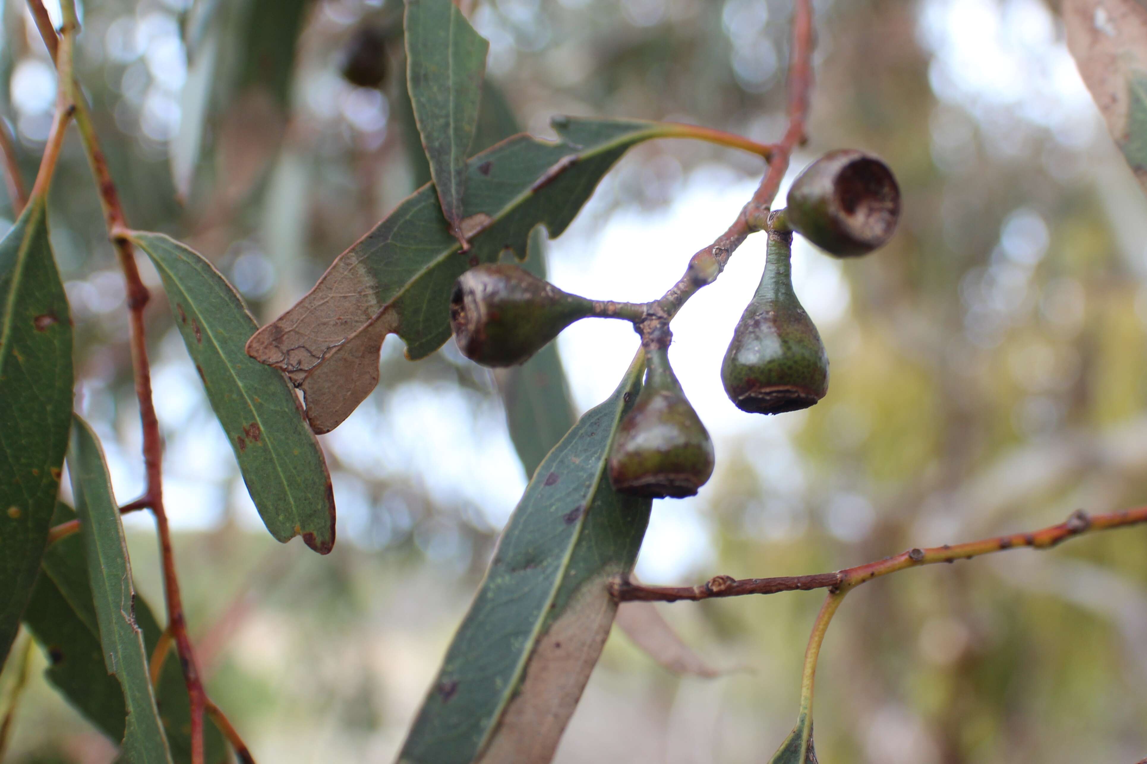 Image de Eucalyptus leucoxylon subsp. connata K. Rule