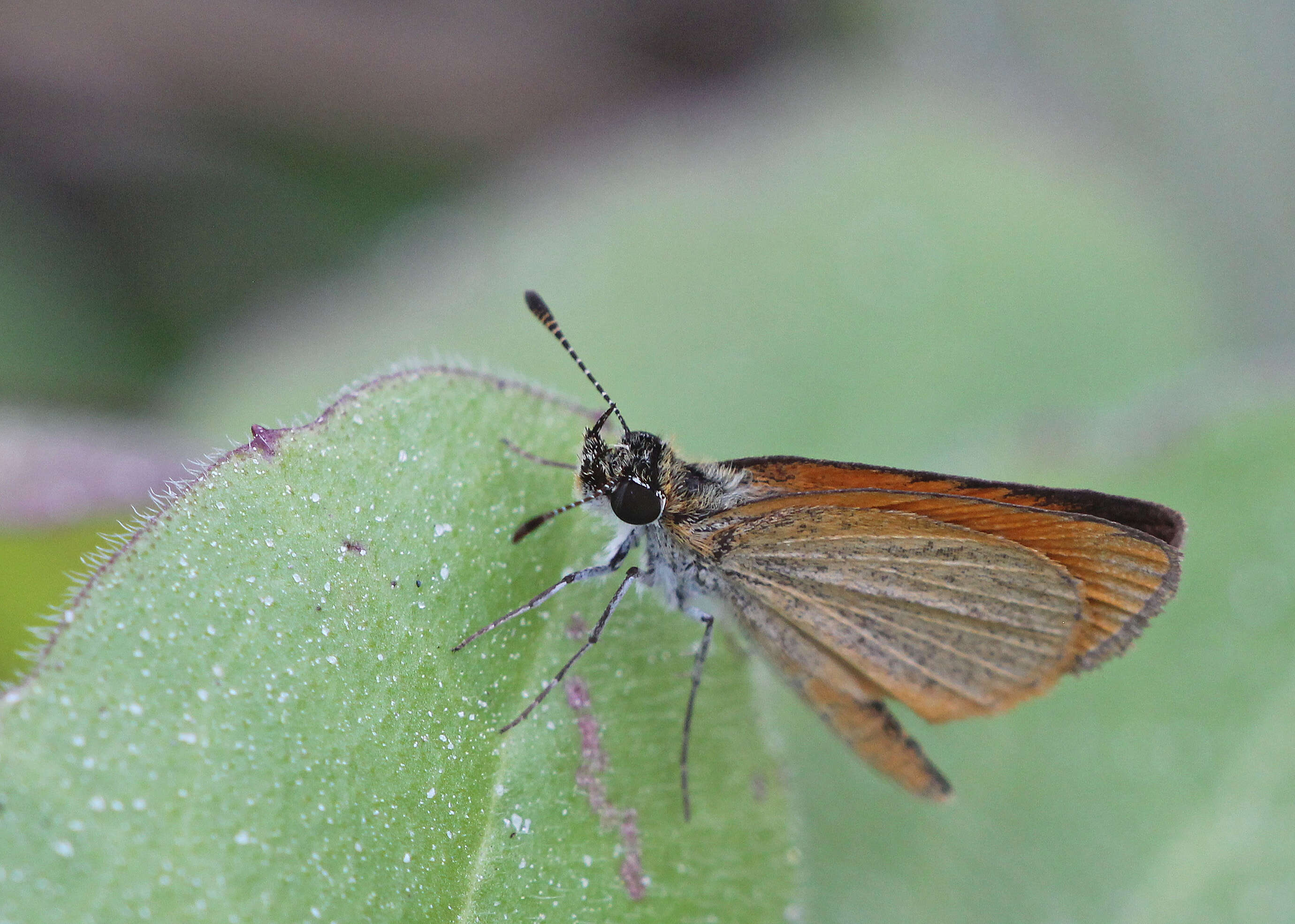 Imagem de Ancyloxypha numitor Fabricius 1793