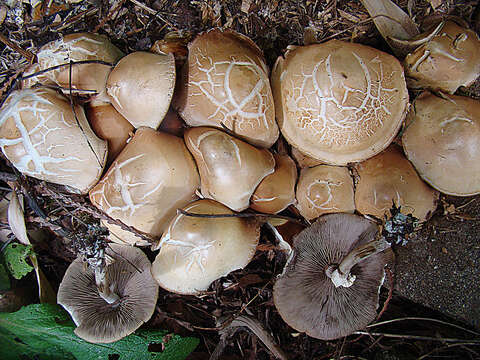 Agrocybe praecox (Pers.) Fayod 1889 resmi